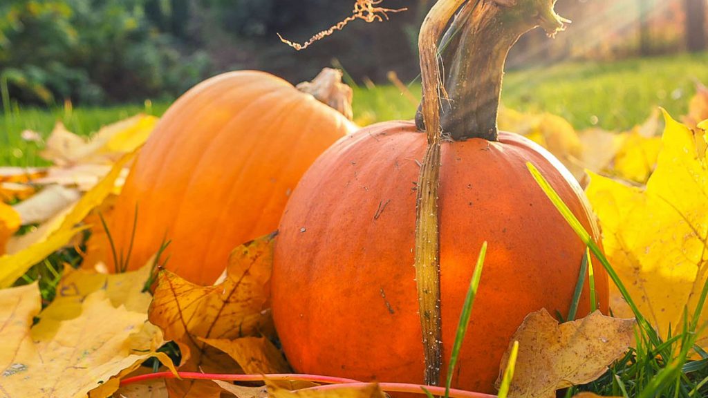 Pumpkins