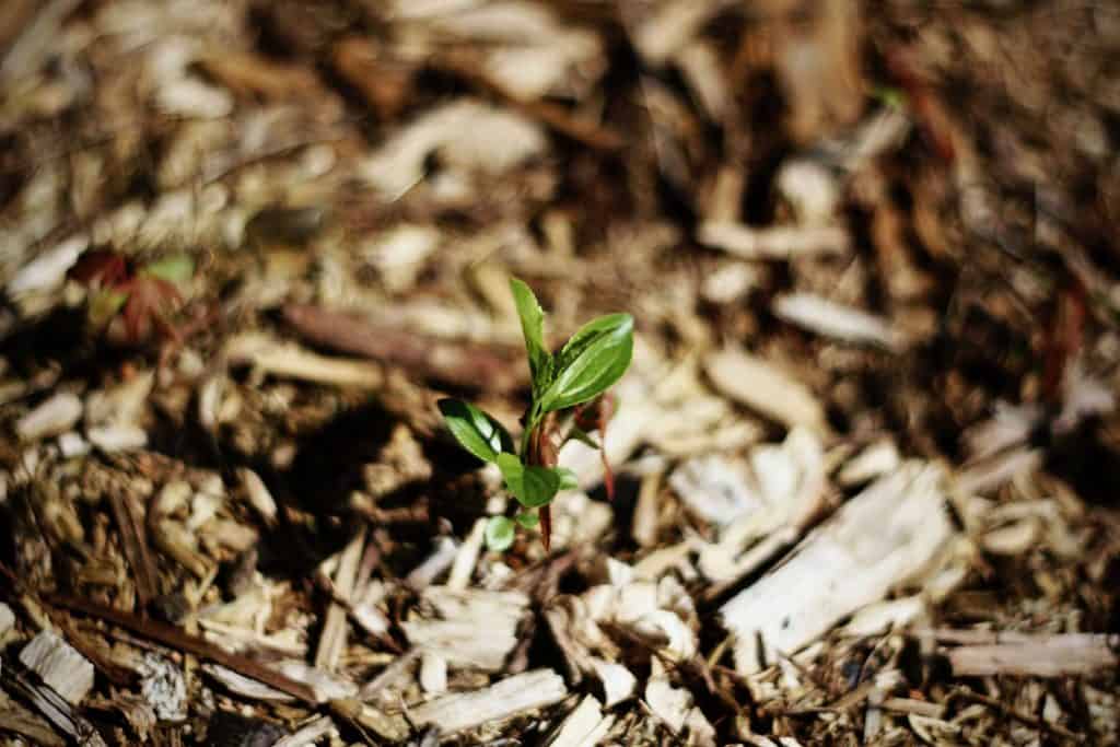 Mulch for Fall